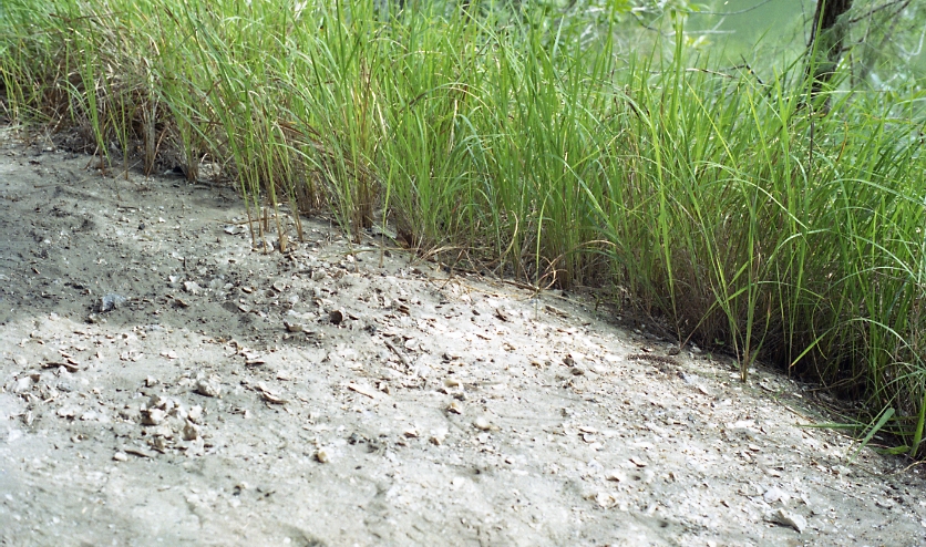 Midden on Berowra Creek