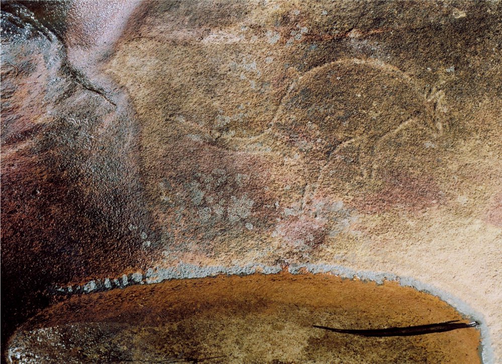 Aboriginal rock engraving - Kangaroo