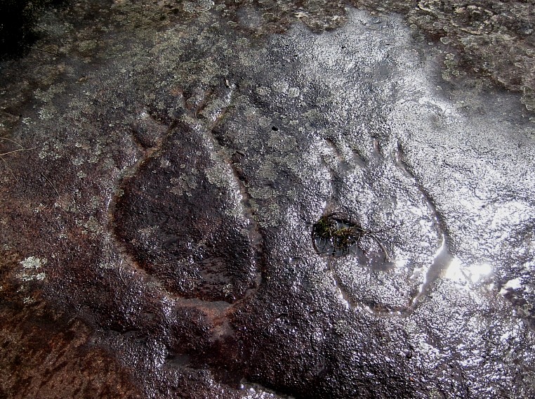Aboriginal rock engraving - Yams