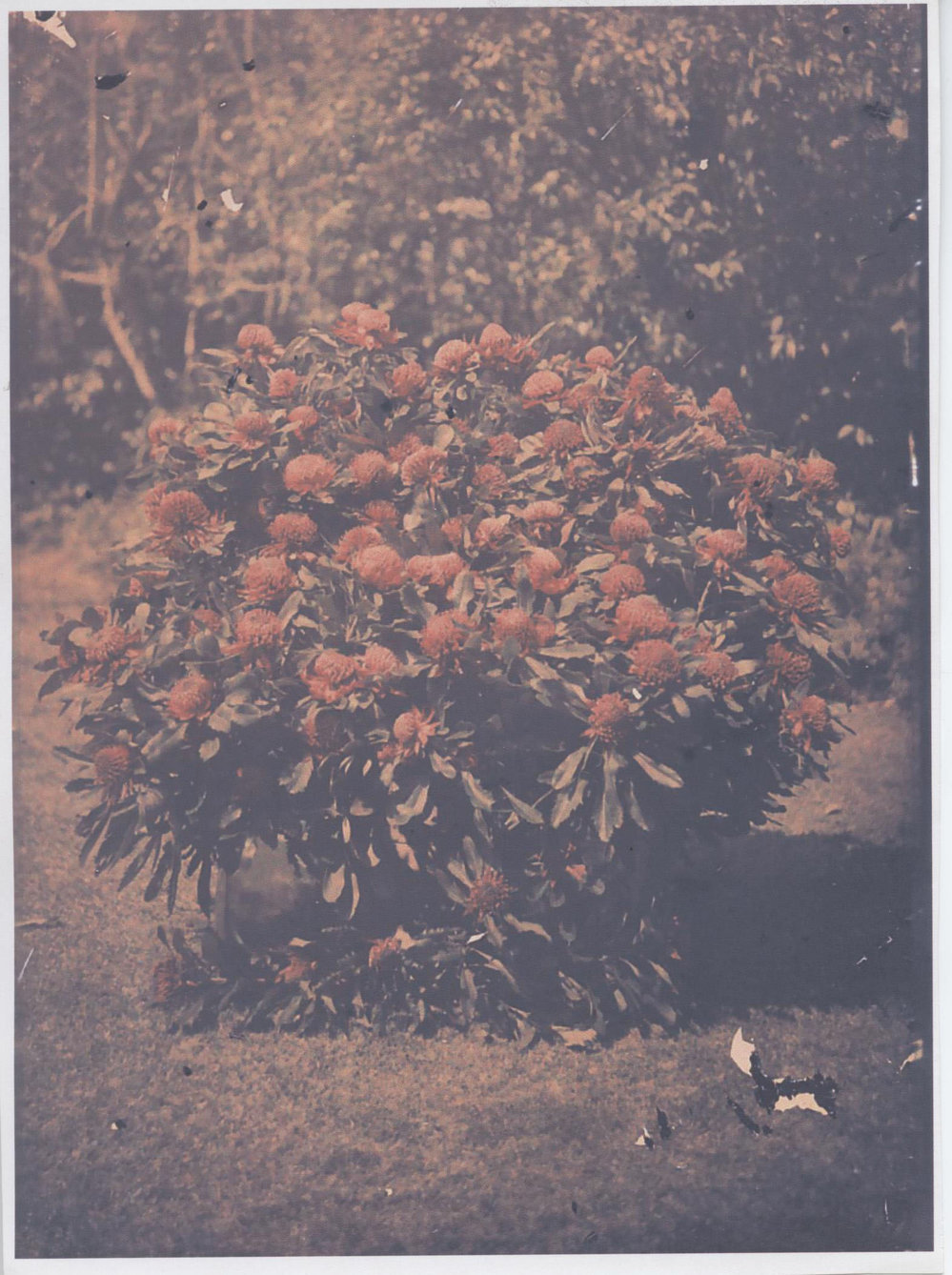 100 Hornsby Waratahs picked for Christmas 