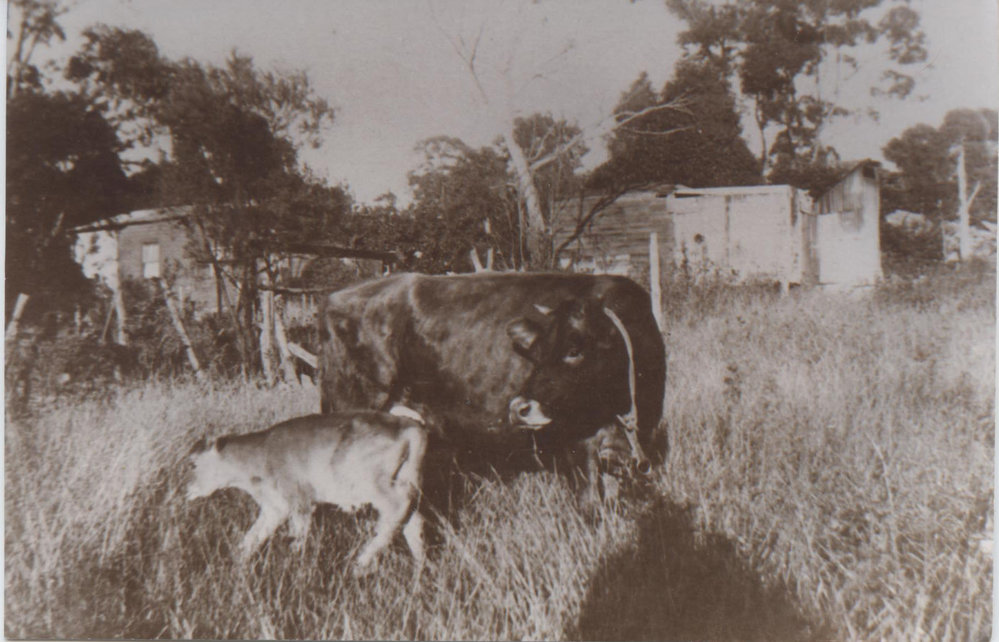 Lockwood's Family Paddock, Burdett Street, Wahroonga