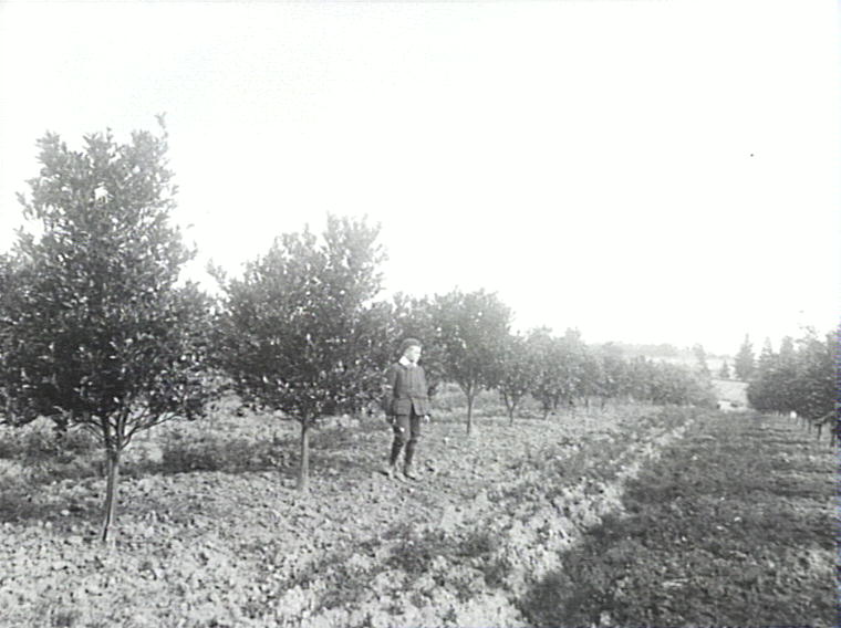 Government Orchard, Dural, row of mandarins