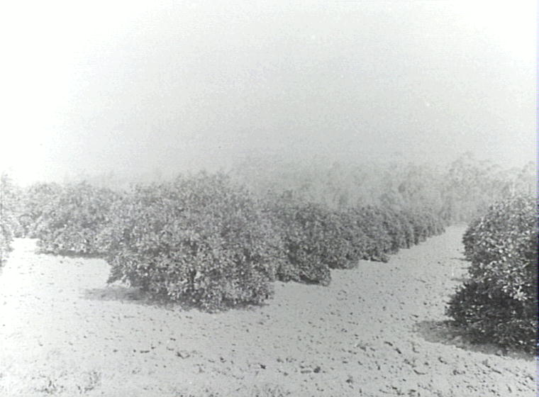 Government Orchard, Dural