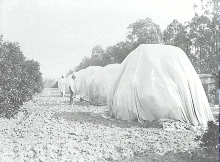 Government Orchard, Dural - trees under fumigating tents
