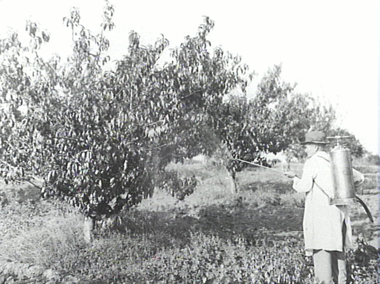 Government Orchard, Dural, spraying peach trees