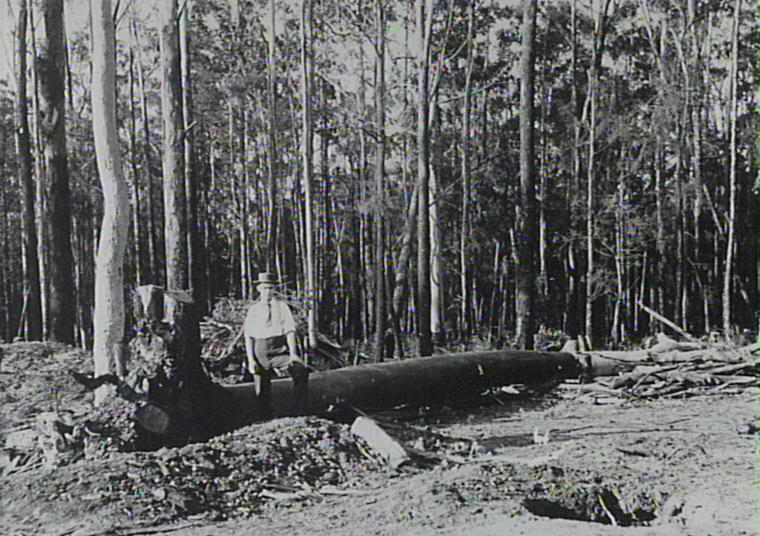 Logging at Carlingford Road, Epping