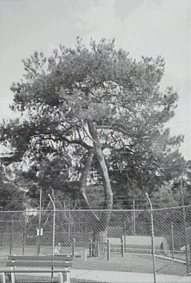 Lone Pine, Hornsby Park 1993