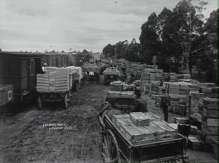 Loading fruit, Pennant Hills goods yard