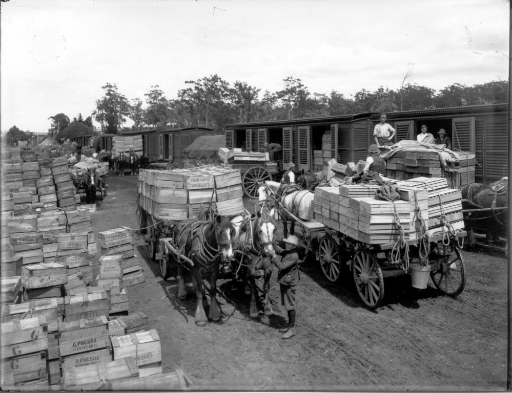 Loading fruit, Pennant Hills goods yard
