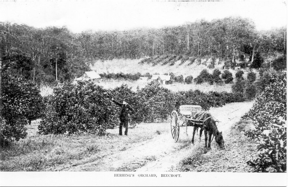 Herring's Orchard, Beecroft