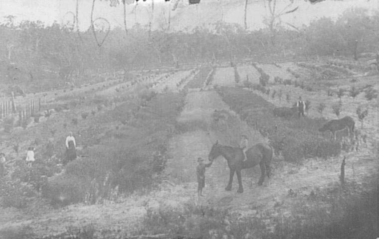 Grimson's farm, Old Berowra Road, Hornsby North