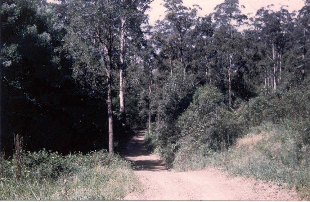 Bush track in Old Mans Valley, looking east