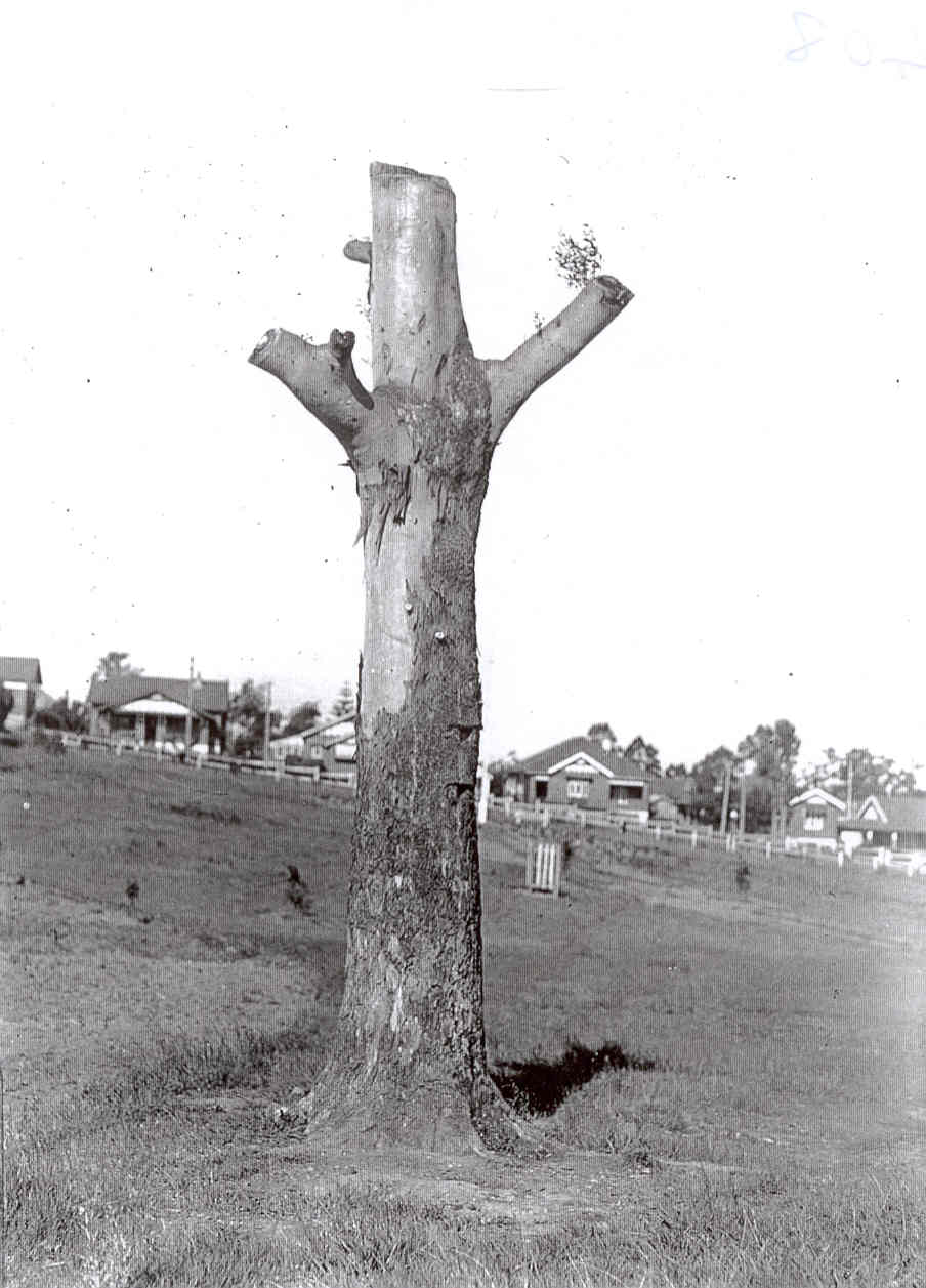 Forest Park, Blaxland Road, Epping, c. 1924