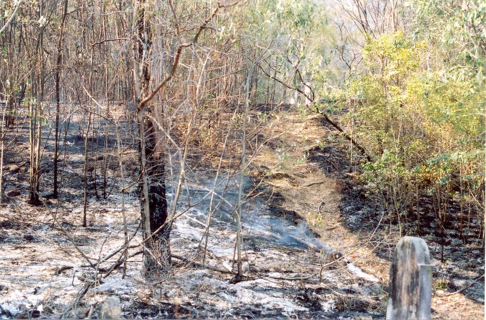 Wisemans Ferry Cemetery after the bushfire, December 2002