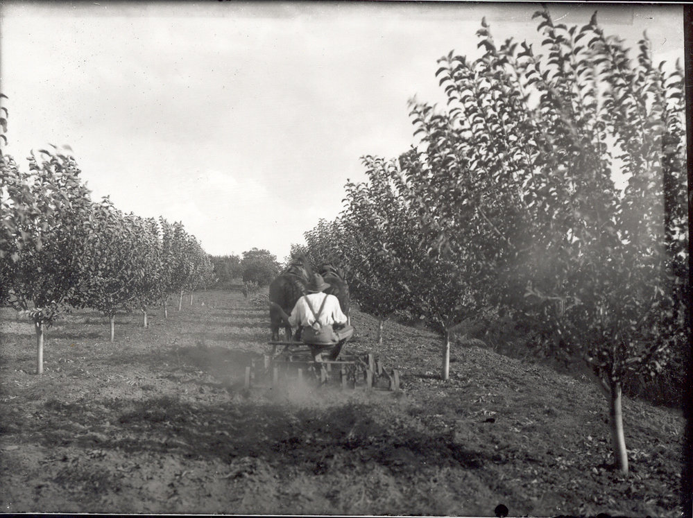Ploughing furrows in an orchard