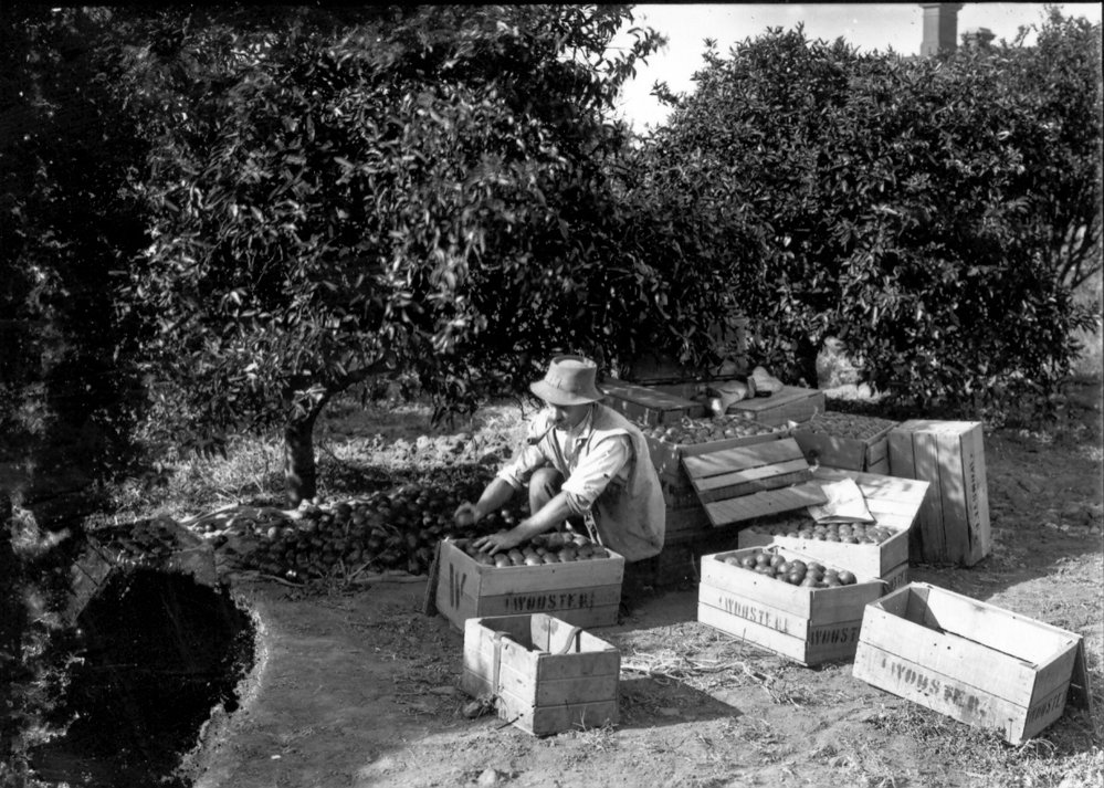 Apple packing at Wooster's orchard, Epping