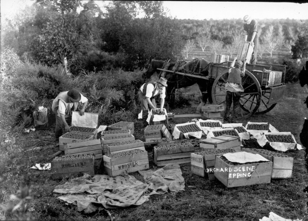 Loading apples at Wooster's orchard, Epping