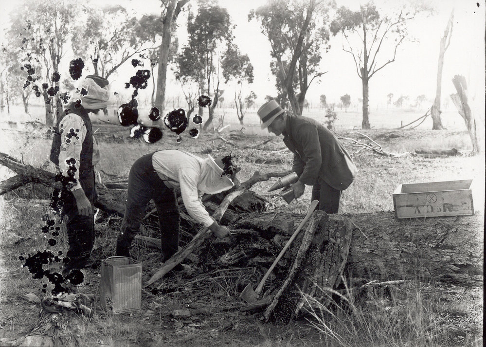 Extracting honey from a log, Epping area