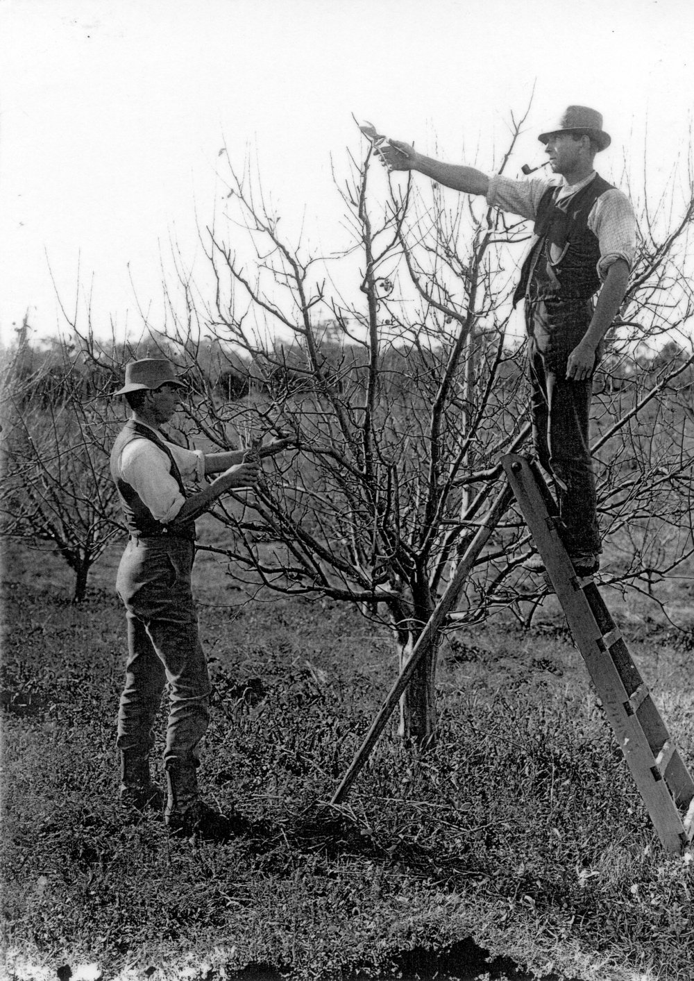 Orcharding in the Epping area
