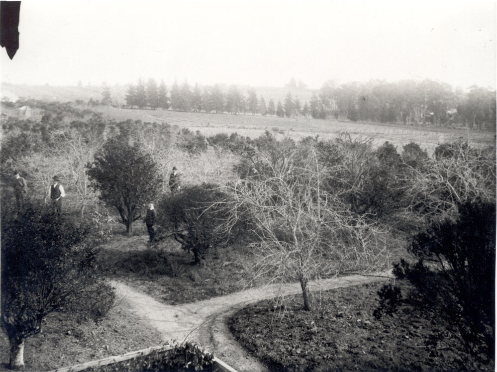 Government Orchard, Dural