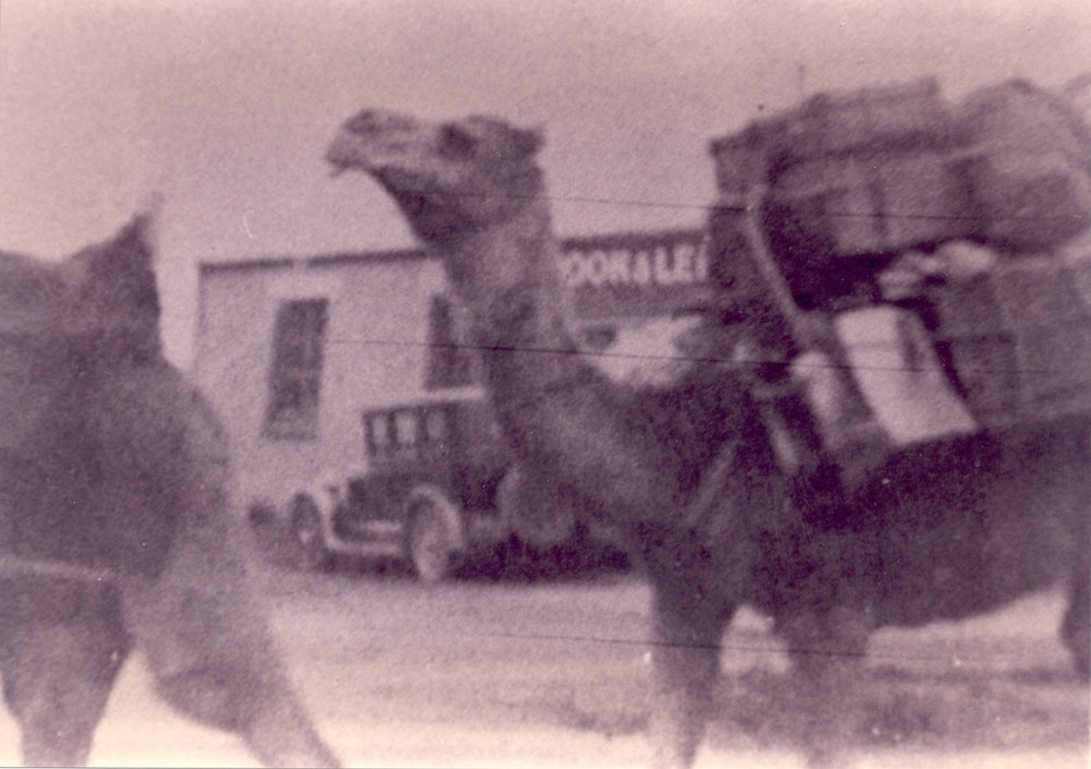 Pack camels on Pennant Hills Road, Thornleigh
