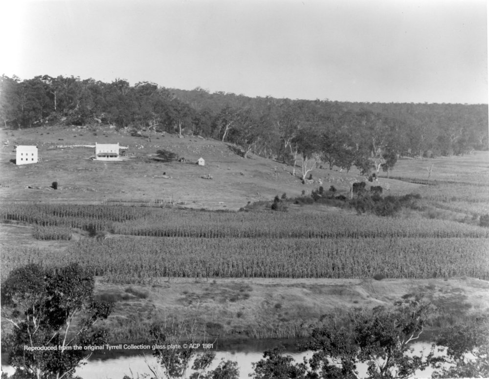 Maize field, Hawkesbury River