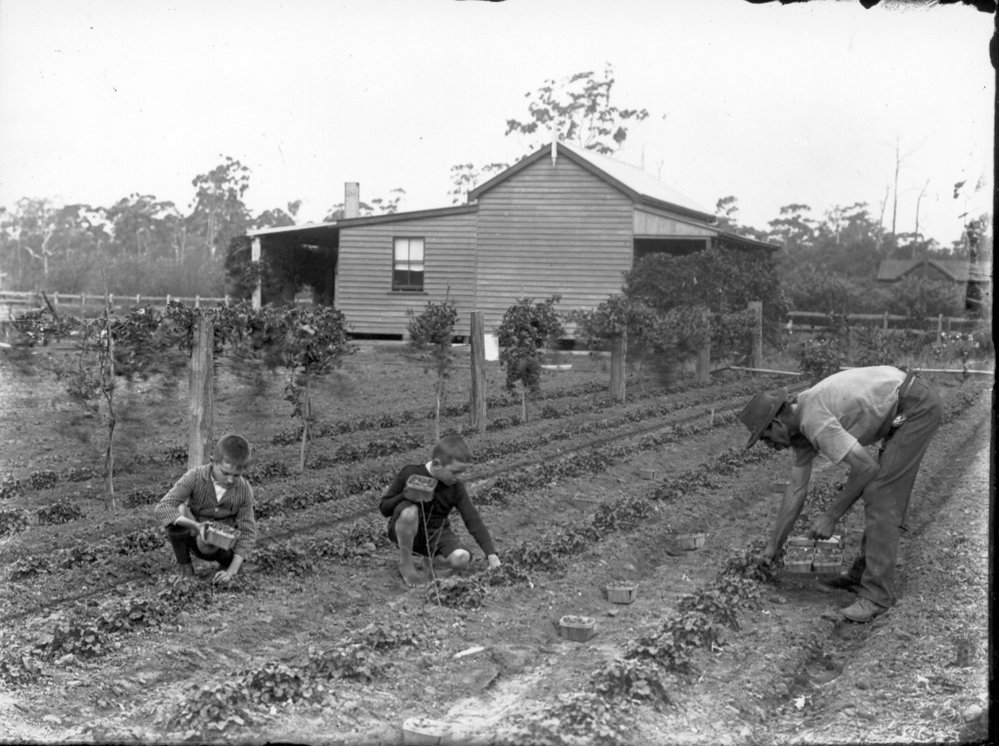 Strawberry picking at Epping