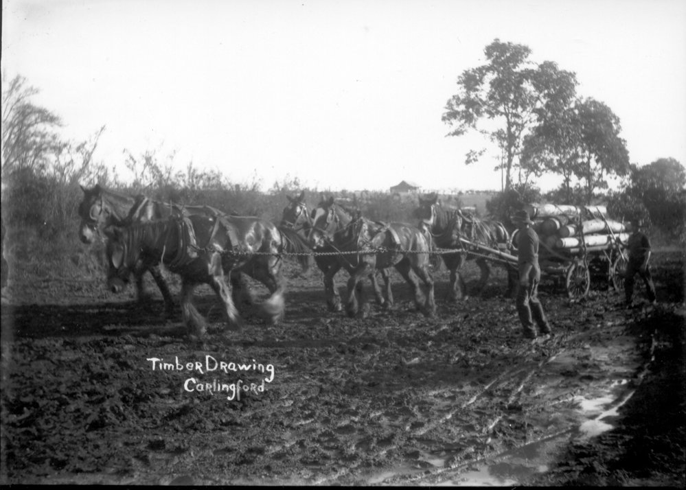 Timber Drawing, Carlingford