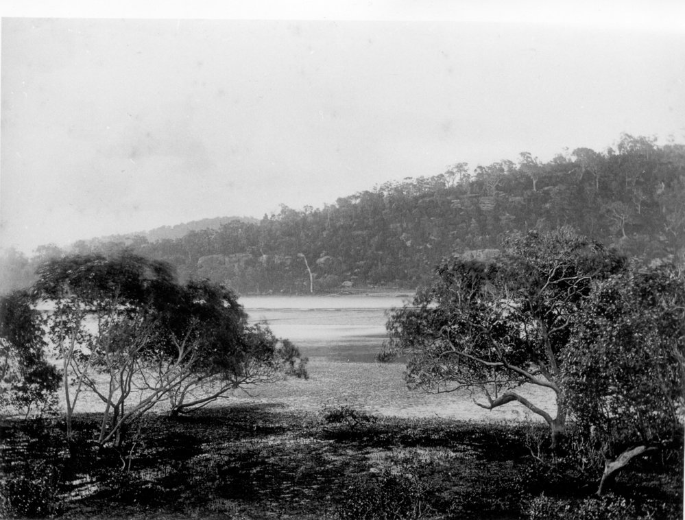 Mangrove flat, Hawkesbury River, c. 1880