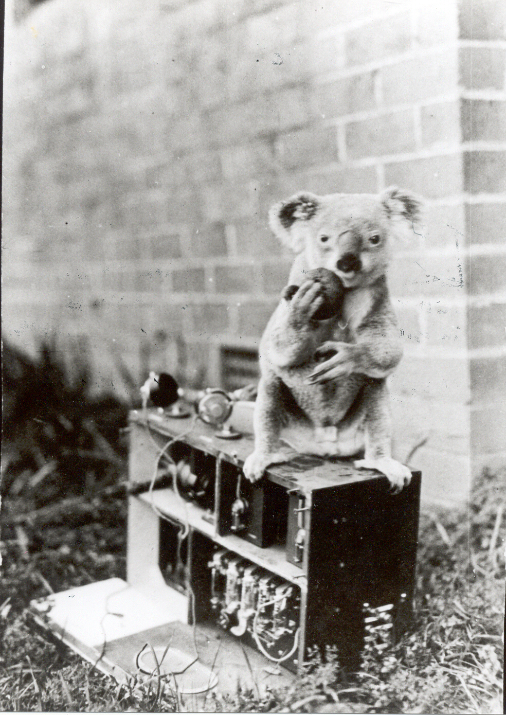 Koala on a radio set, Pennant Hills Radio Station, 1923