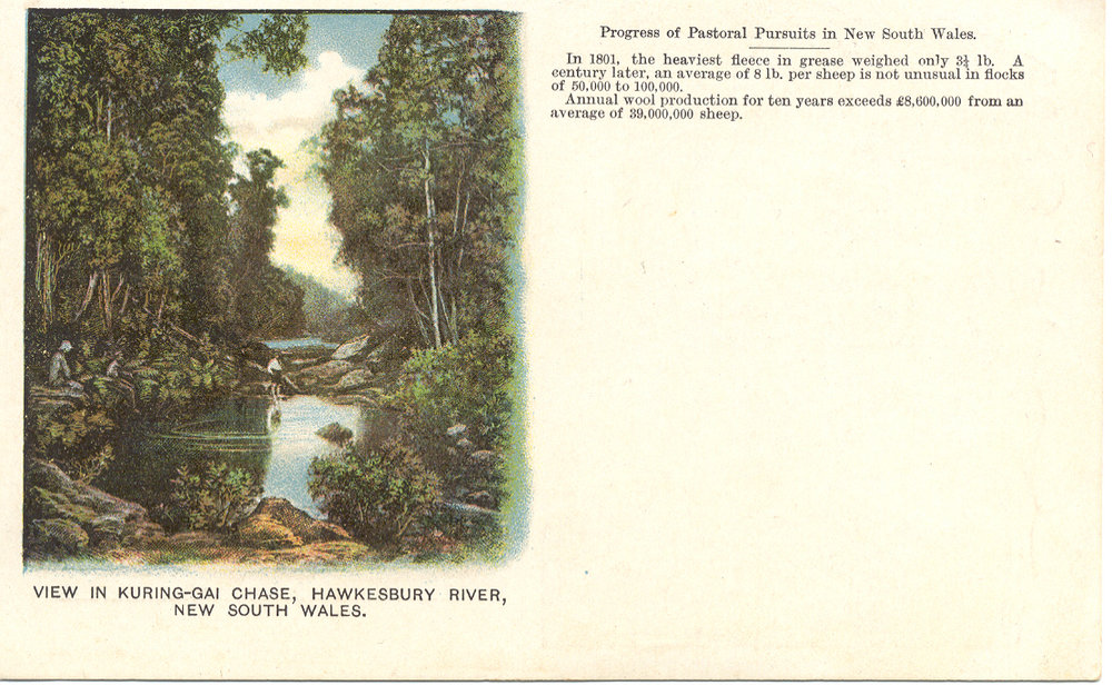 View in Ku-ring-gai Chase [postcard] c. 1905