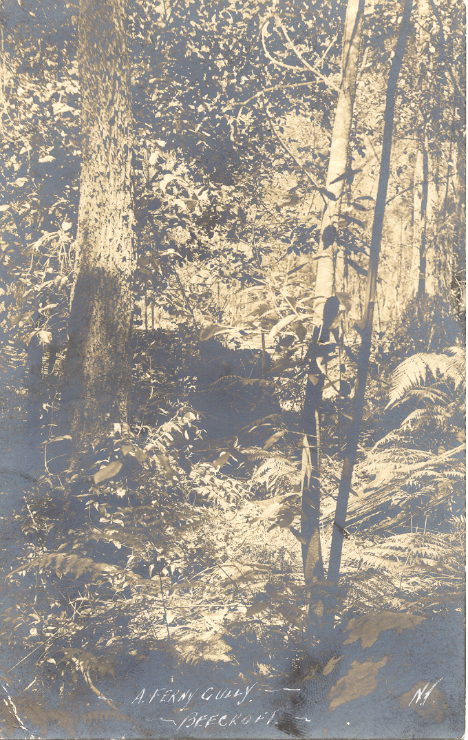 Postcard of "A Ferny Gully, Beecroft" c.1905