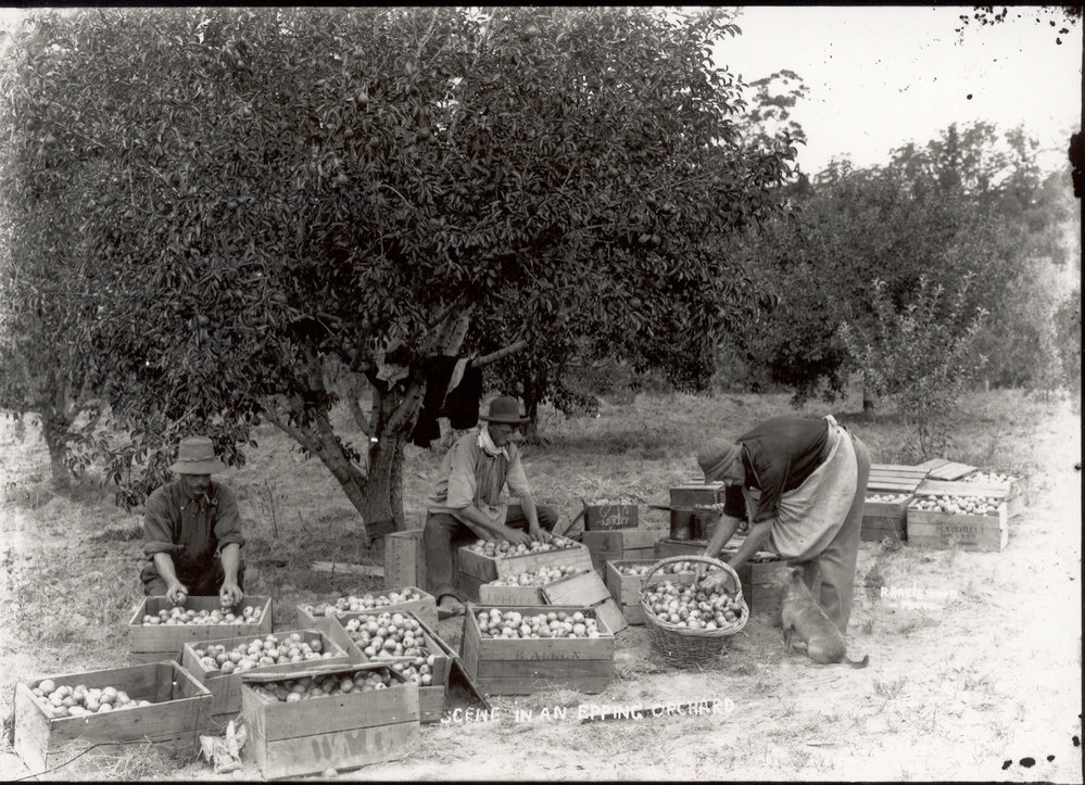 Scene in an Epping orchard