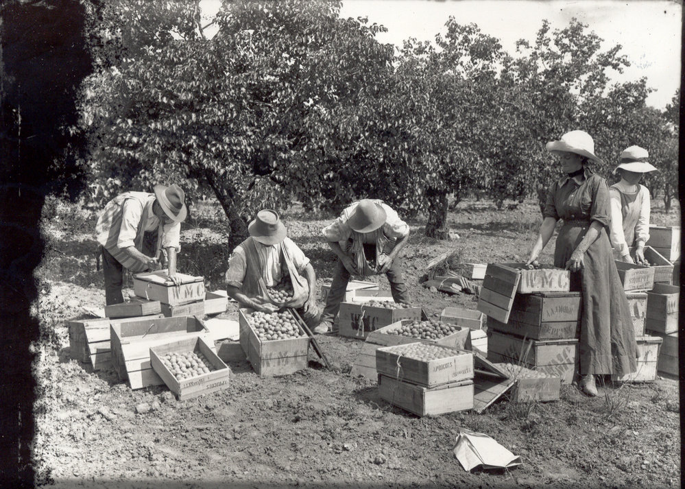 Packing apricots at Mobbs' farm, Epping