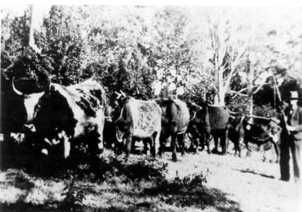 Bullock team, West Pennant Hills