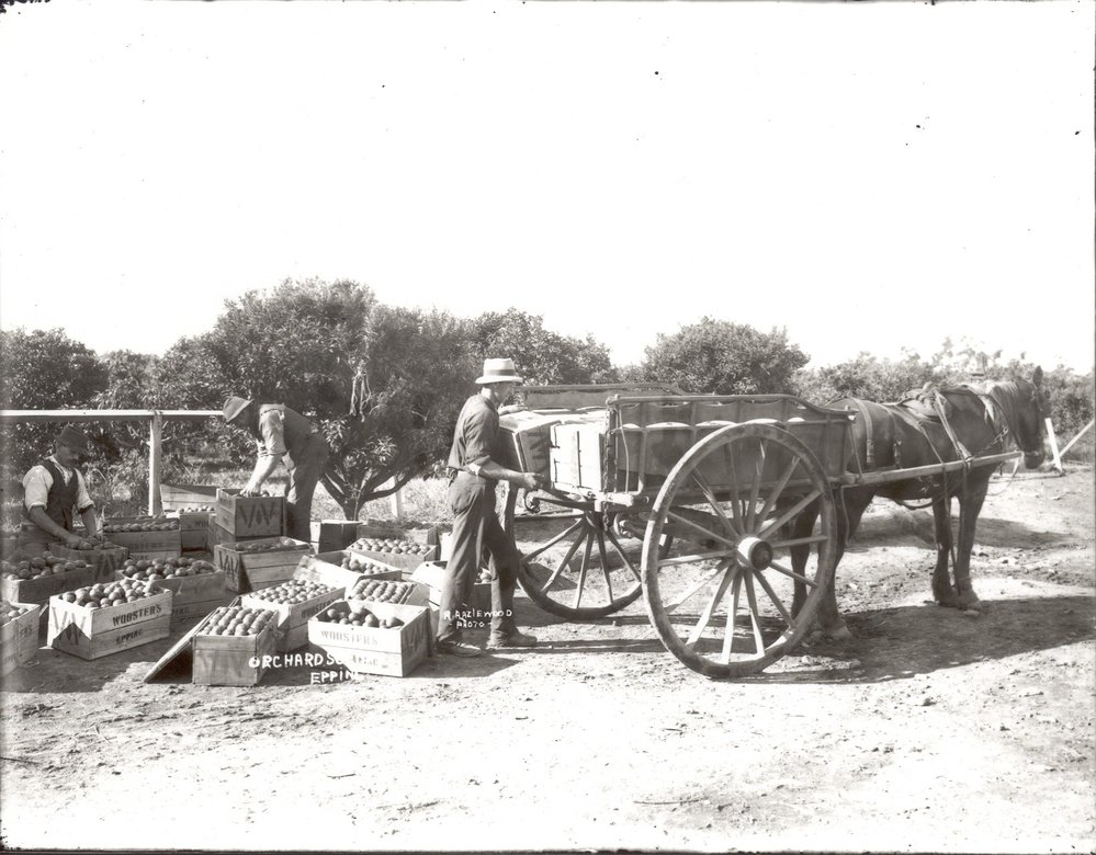 Wooster's orchard, Epping