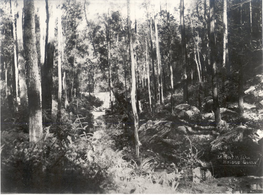 "Bridge Gully", Mt Wilga, c. 1908