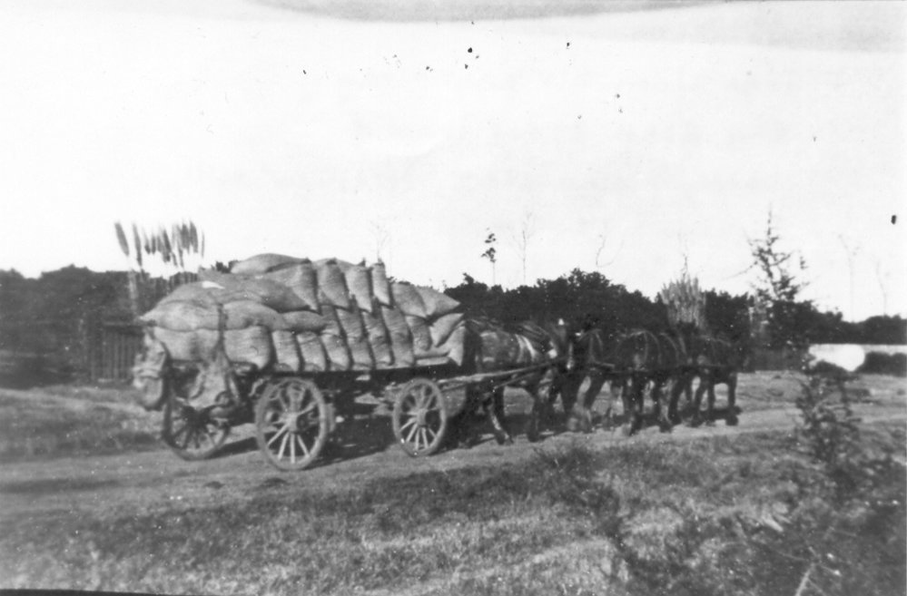Wagon of bones on Ray Road, Epping