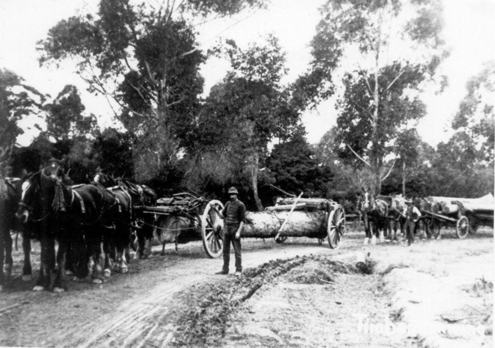 Timber drawing, Epping, c. 1900