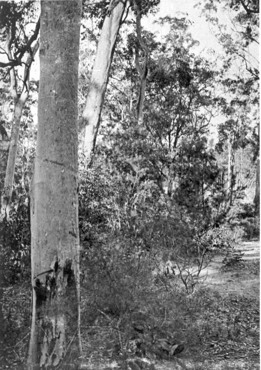 Bushland south of Carlingford Road, Epping c. 1920