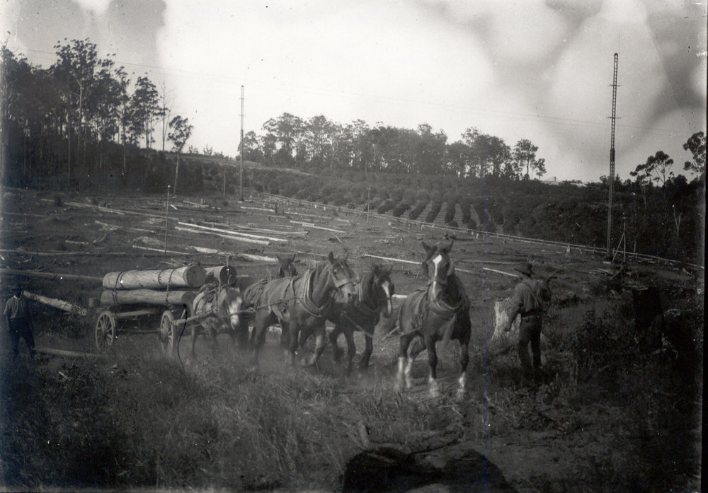 Timber jinker and orchard, Carlingford, c. 1920