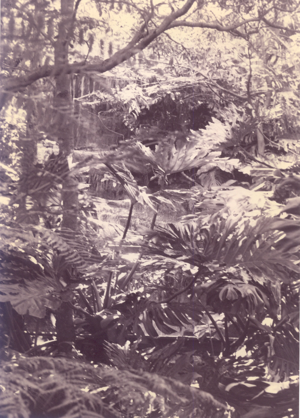 Lisgar Gardens, Hornsby