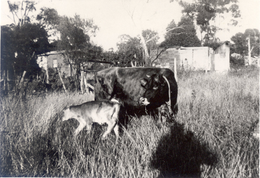 Warren's Dairy, Burdett Street, Wahroonga