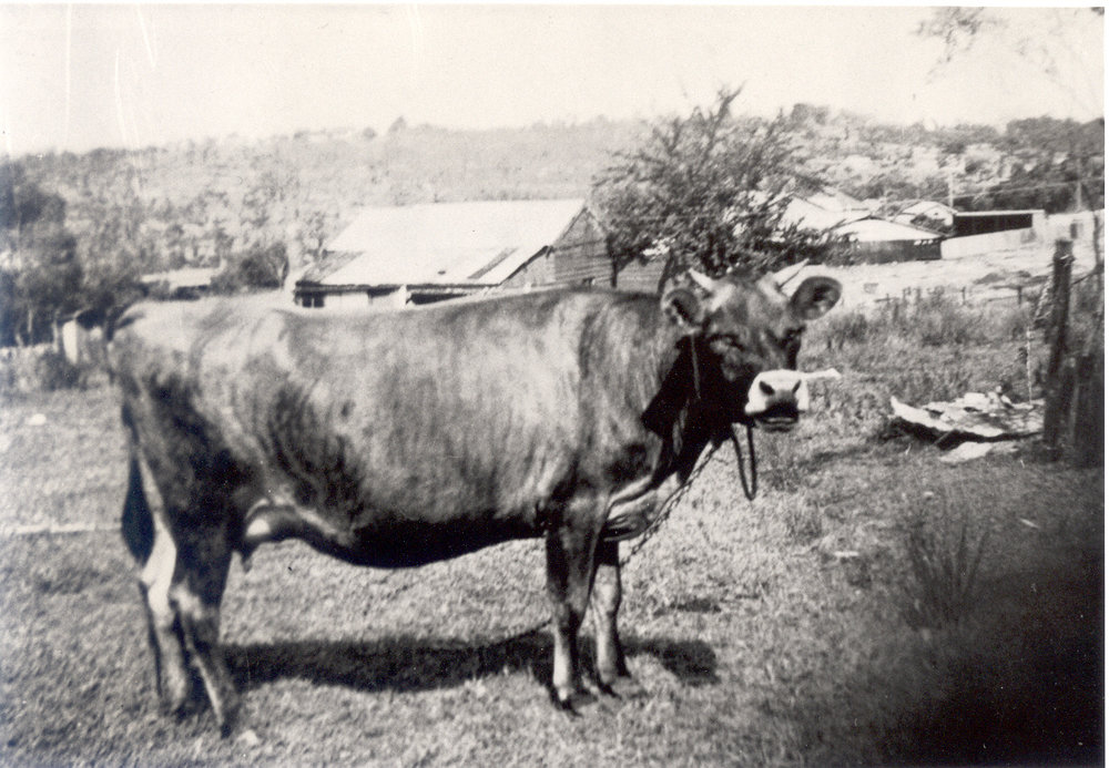 Warren's Dairy, Burdett Street, Wahroonga