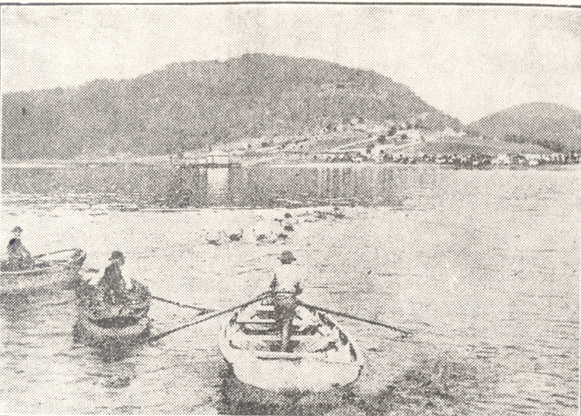 Bullocks swimming across the Hawkesbury at Wisemans Ferry, c. 1880