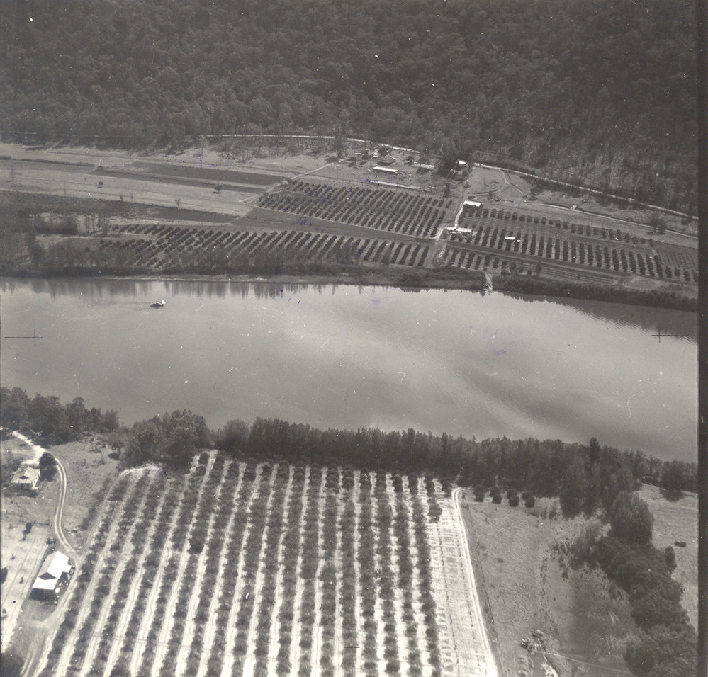 Citrus orchards on the Hawkesbury River