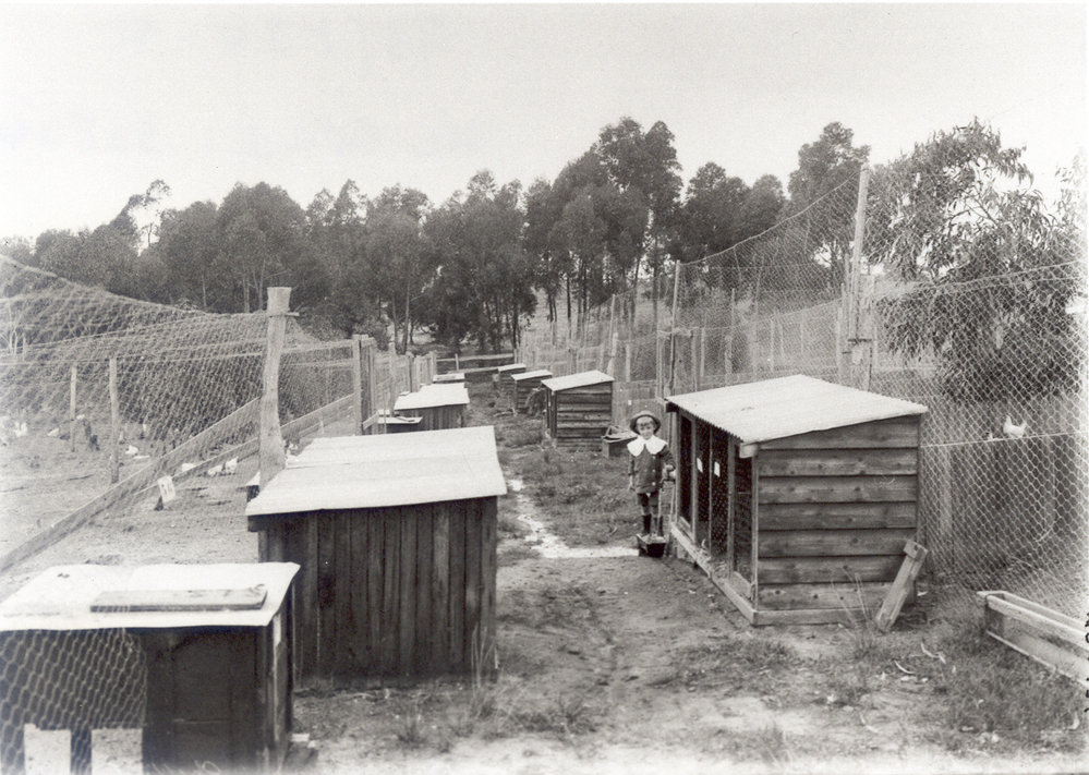 Brierley's poultry farm, Cheltenham
