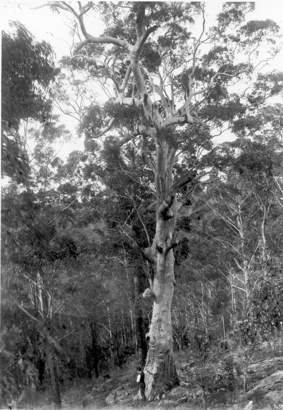 Large tree in the Beecroft bush, c. 1912