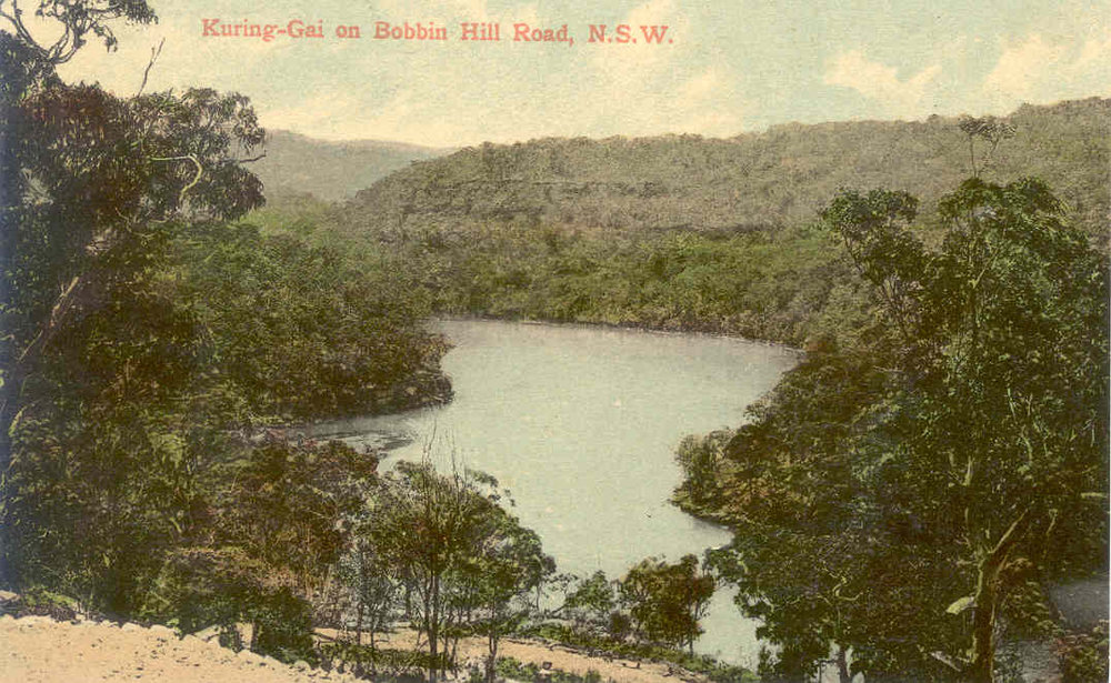 Kuring-gai Chase from Bobbin Head Road, c. 1910 [postcard]