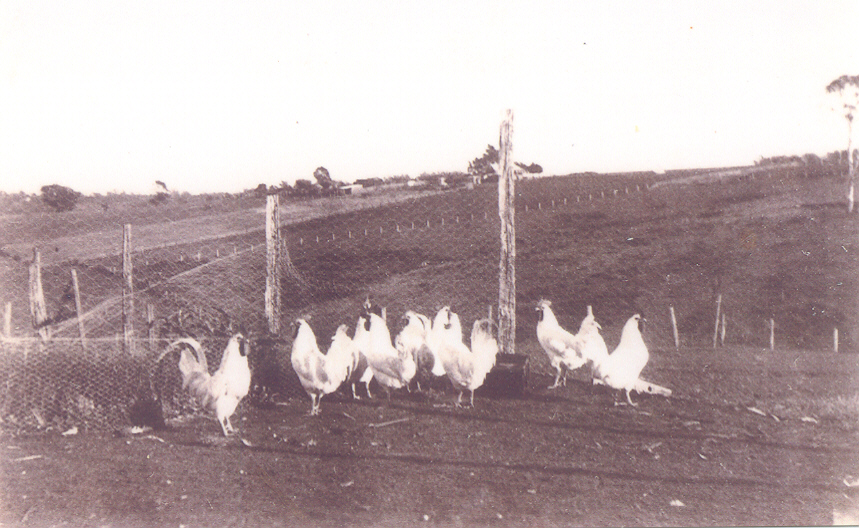 White leghorns at "Eaton Farm", West Pennant Hills